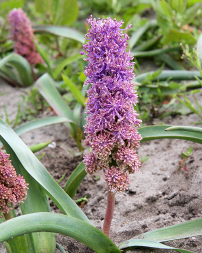 Muscari comosum plumosum_0x600.jpg