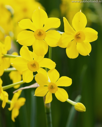 Narcis species Baby Boomer 10/12, 100 kusov