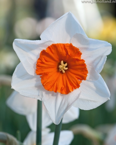 Narcis velkokvetý Bella Vista 12/14, 100 kusov  