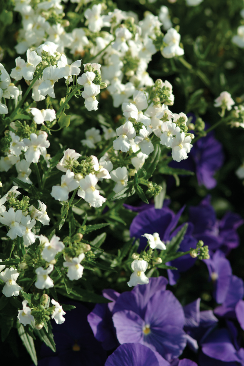 Nemesia foetans Poetry Series F1 White 1000 semien