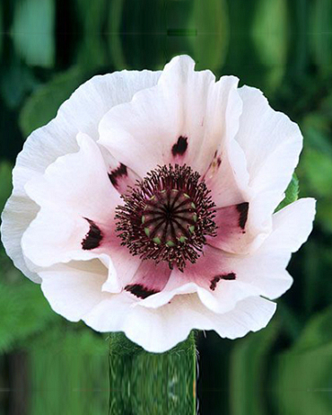 PAPAVER ORIENTALE PERRY'S WHITE - 25 ks