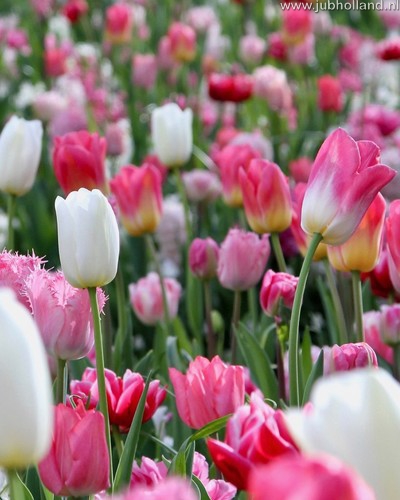 Zmes Pinks and a touch of white, 100 kusov