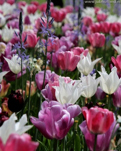 Zmes Pure and Pastel, 100 kusov