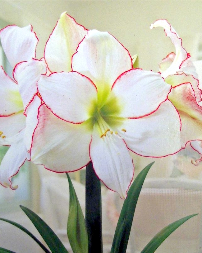 AMARYLLIS Picotee 32/34, 10 ks