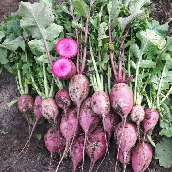 Reďkovka (reďkev) Lila Candle F1 1000 semien