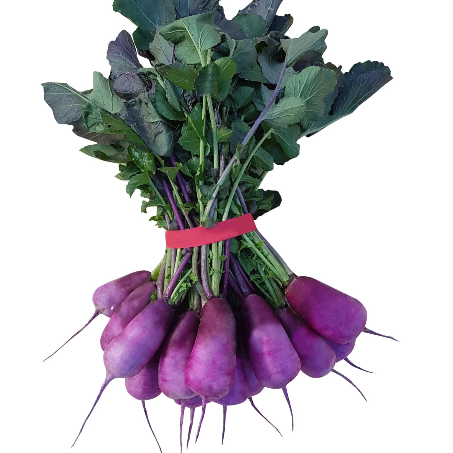 Reďkovka (reďkev) Purple Magenta Candle F1 1000 semien