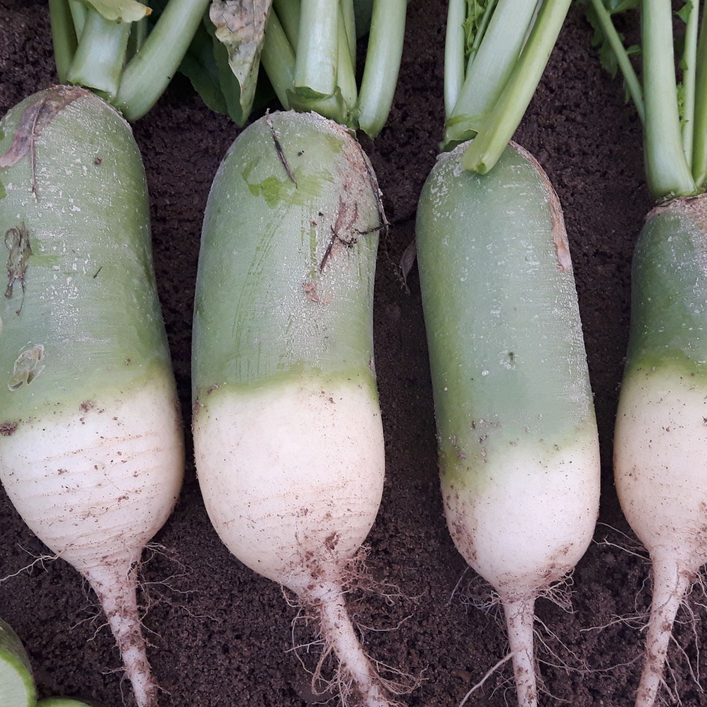 Reďkovka (reďkev) Triumphator F1 1000 semien