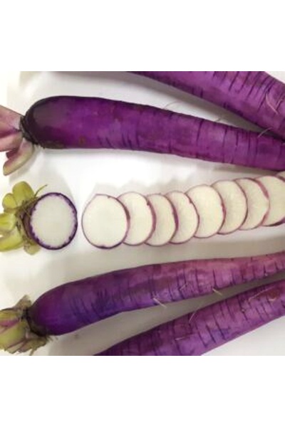 Reďkovka (reďkev) fialová WS1383 F1, 1000 semien