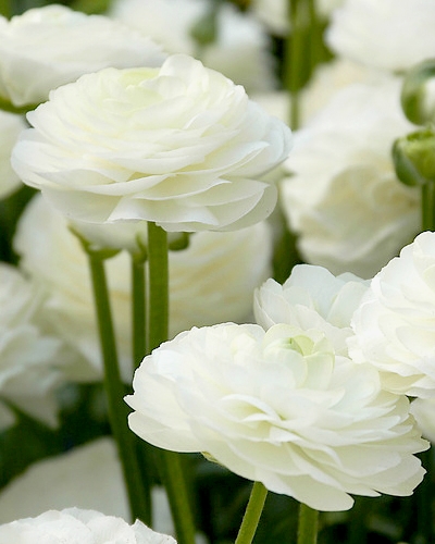 RANUNCULUS (ISKERNÍK) WHITE 100 ks