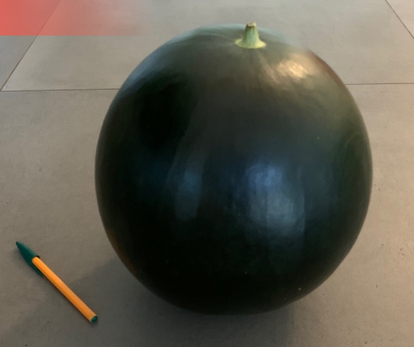 Dyňa (melón vodný) SA135921 F1 10 semien