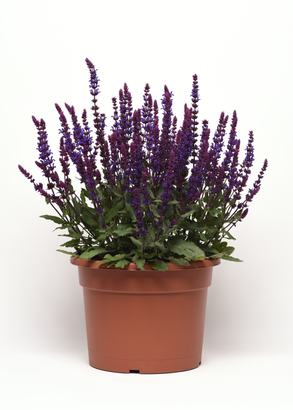 Salvia patens Salvatore 1000 semien