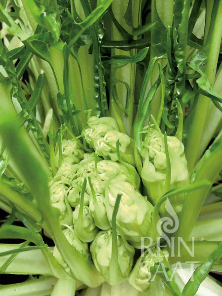 Čakanka Catalogna Puntarelle di Galatina BIO cca. 0,2 g