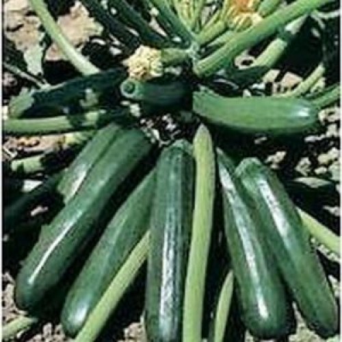 Cuketa Ambassador F1 100 semien