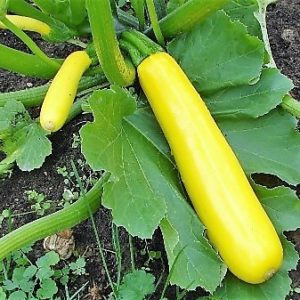 Cuketa žltá Goldcresh 1000 semien