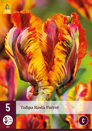 TULIPÁNY RASTA PARROT 5 ks