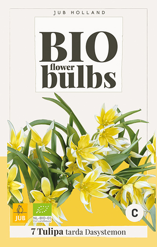 TULIPÁN TARDA - BIO 7 ks