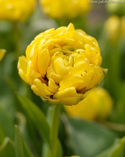 Tulipán plnokvetý neskorý Yellow Pomponette 11/12, 100 kusov  