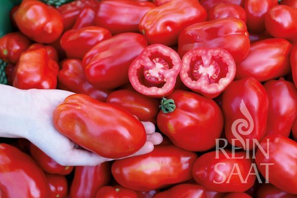 Rajčiak indeterminantný Torria BIO cca 15 semien