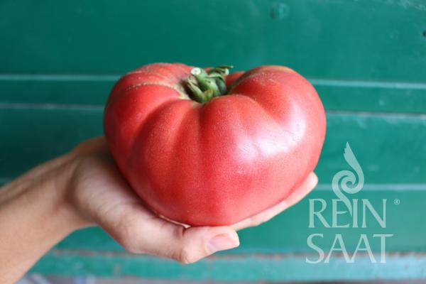 rajčina, paradajska Glenda