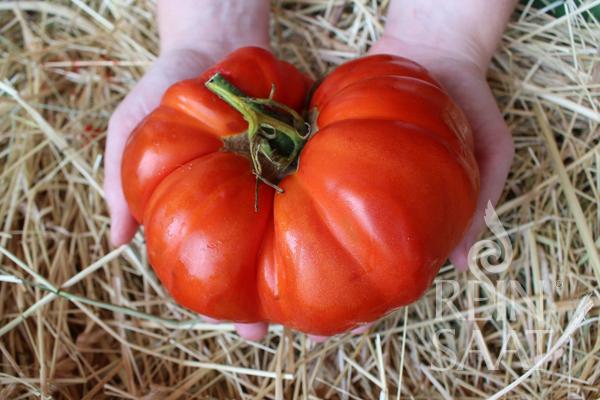 Rajčiak indeterminantný Alda BIO, cca 12 semien