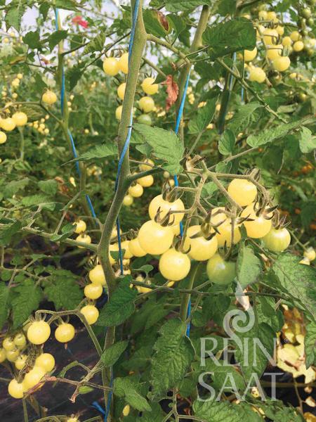 Rajčiak indeterminantný Weisse Ribisel BIO 20 semien