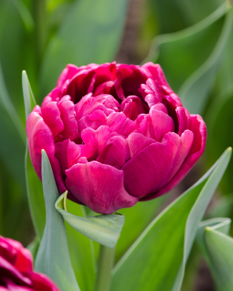 cibuľky tulipánov Alison Bradley