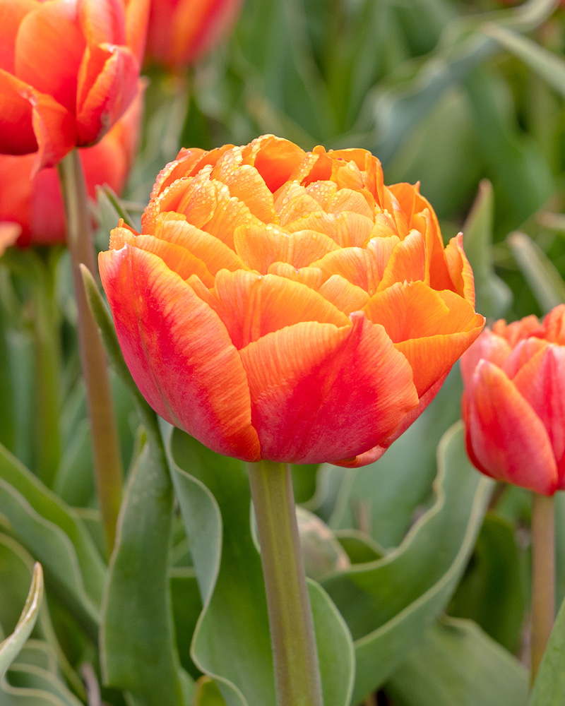 cibuľky tulipánov Orange Flavour