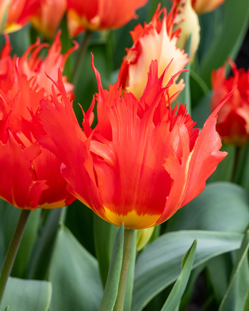 cibuľky tulipánov Robbedoes