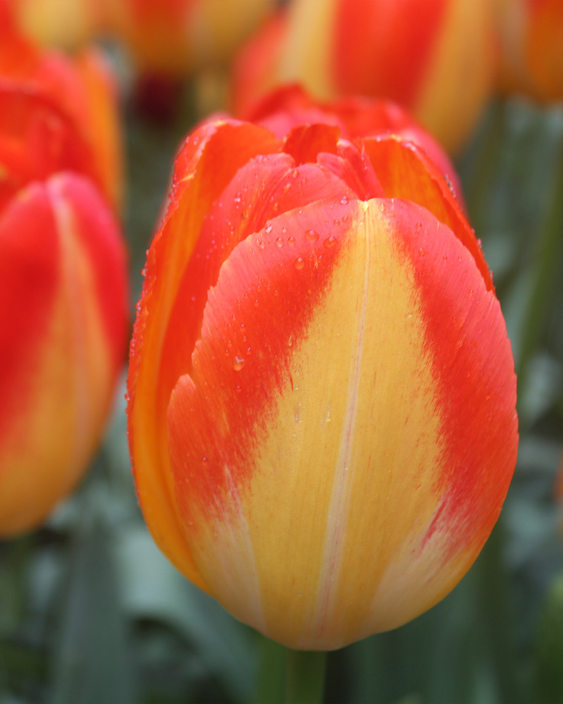 cibuľky tulipánov Prinz Armin