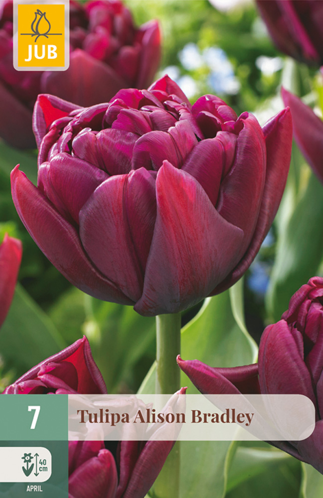 cibuľky tulipánov Alison Bradley