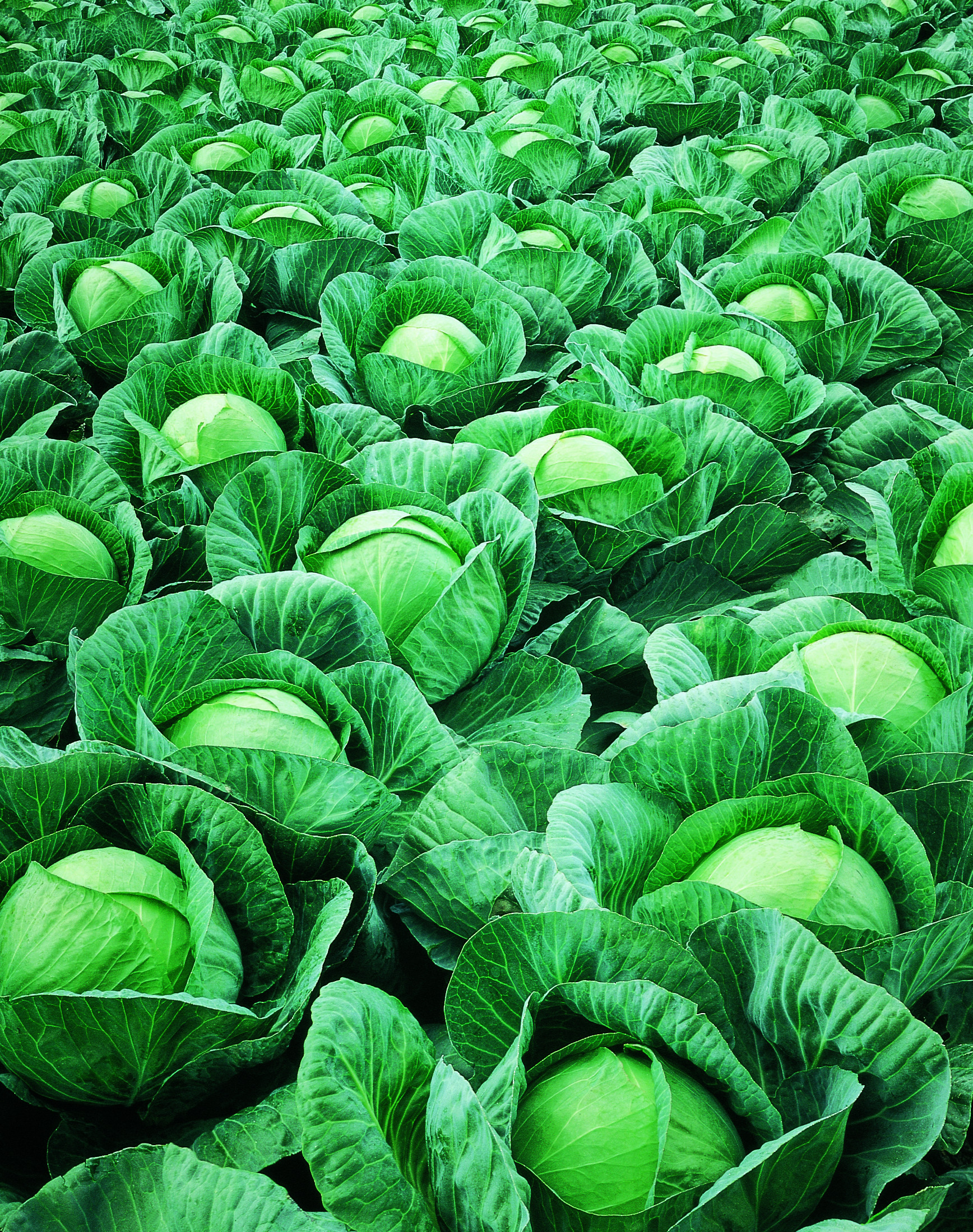 Kapustia biela, na spracovanie Vestri (Seminis)