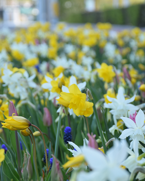 ZMES Vianen, na 1m2 cca 300 ks