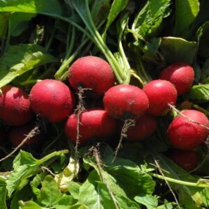 Reďkovka (reďkev) červená WS 1361 F1 1000 semien