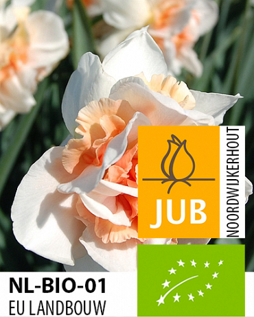 NARCISY BIO CIBULOVINY Replete 12/14, 100 ks