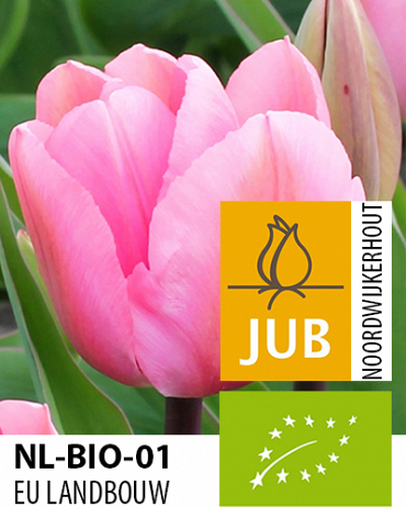 TULIPÁN BIO Big Love 11/12, 100 ks