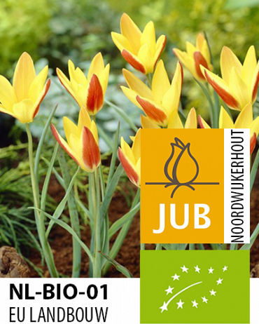 TULIPÁN BIO CIBULOVINY clusiana Tinka 5/+, 100 ks