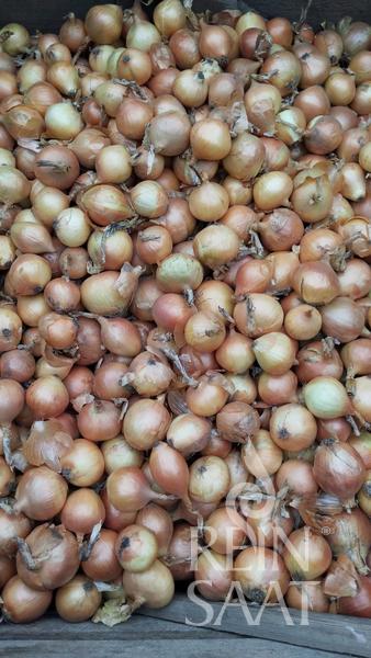 bio semená bio cibula, semena vsetany, reinsaat, 