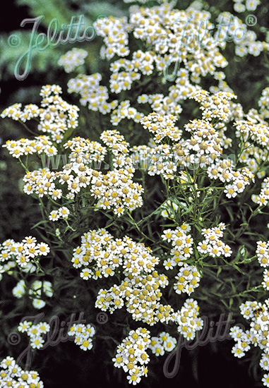 ACHILLEA ptarmica (Rebríček bertrámový) biely  50 semien