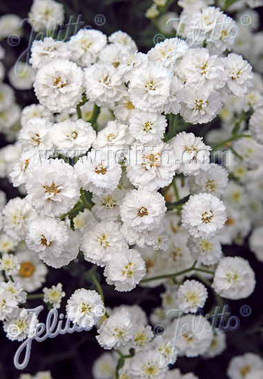 ACHILLEA ptarmica (Rebríček bertrámový) Noblessa 50 semien