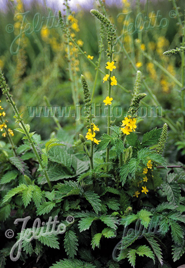 AGRIMONIA eupatoria (Repík lekársky) cca 1 g