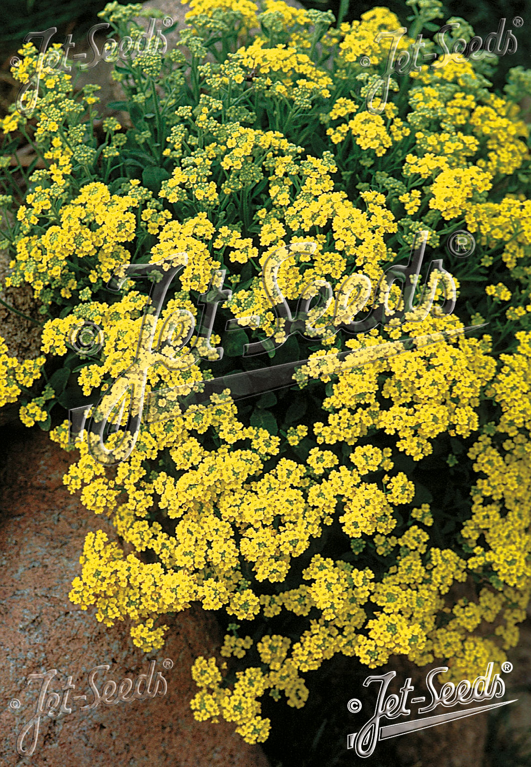AURINIA saxatile, Tarica, Goldkugel cca 20 semien
