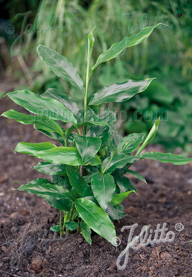 AMOMUM subulatum (Kardamom čierny) cca 20 semien