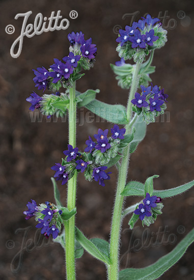 ANCHUSA officinalis, Smohla lekárska cca. 20 semien