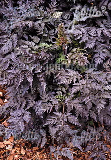 ANTHRISCUS sylvestris (Trebuľka lesná) 'Ravenswing' cca.20 semien