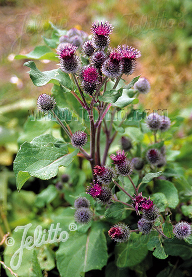 ARCTIUM lappa, Lopúch väčší cca. 20 semien