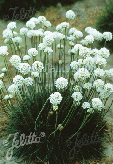 ARMERIA maritima (Trávnička prímorská) Alba cca 20 semien