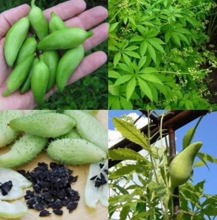 Ačokča, Caihua, ACHOCHA, Paprikouhorka (Cyclanthera pedata) 9 semien