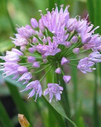 ALLIUM MILLENIUM - 25 ks