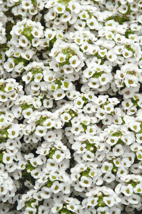 Alyssum (Lobularia maritima) Clear Crystal White 20 semien