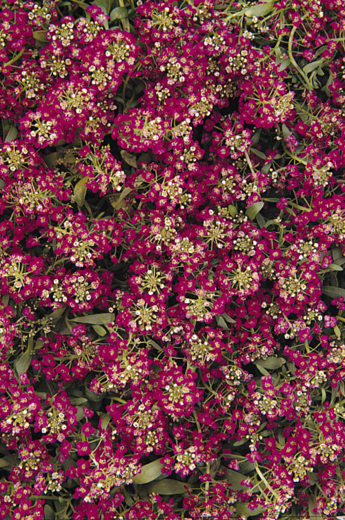 Alyssum Lobularia maritima Easter Bonnet Series Deep Rose 1000 semien